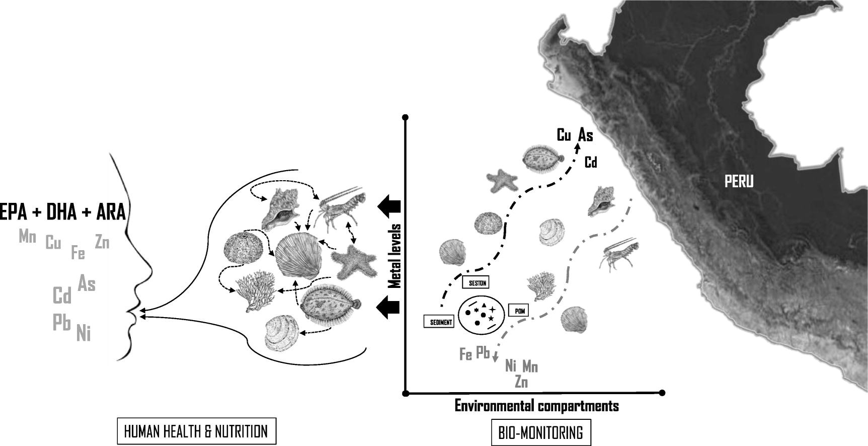 Graphical abstract